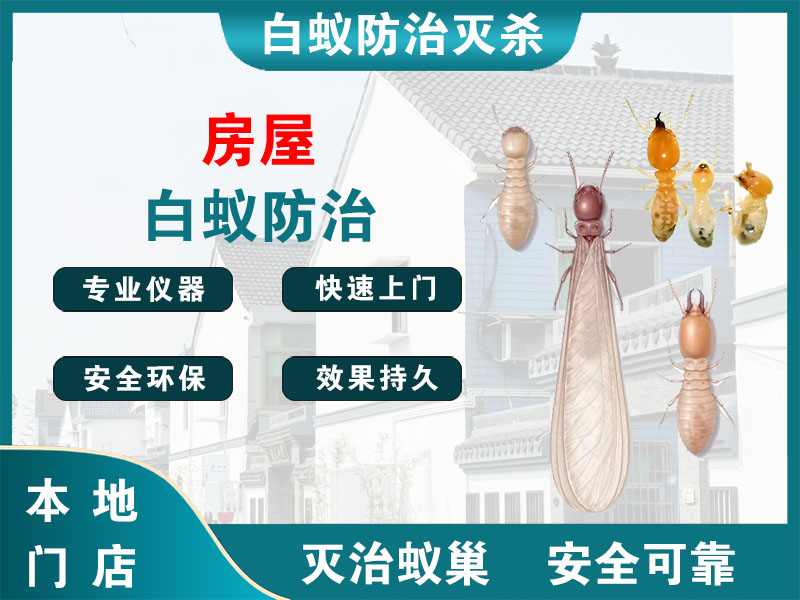 安吉房屋白蚁防治